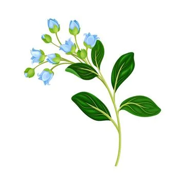 Blue Bellflower on Stem or Stalk as Meadow or Field Plant Vector Illustration Ilustración de archivo