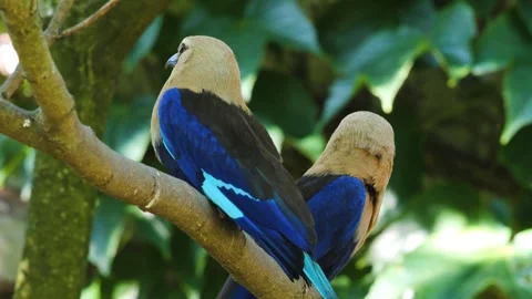 Blue bellied roller bird Stock Footage 244638275