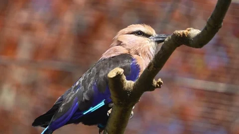 A blue bellied roller bird Stock Footage 275537122