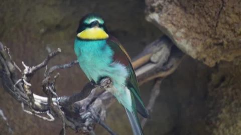 A Blue bellied roller bird  Stock Footage 278038605