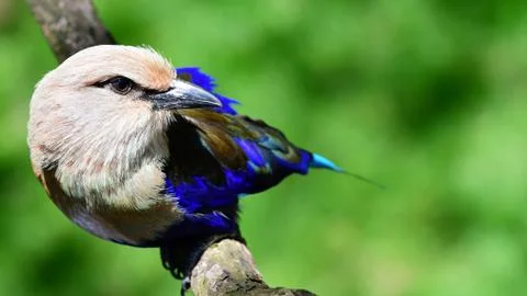 Blue-Bellied Roller Stock Photos