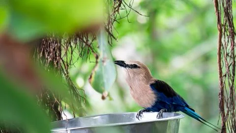 Blue-bellied Roller Stock Photos