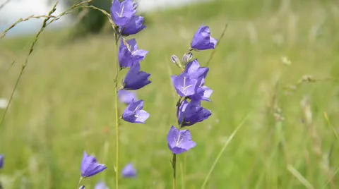 Blue bells Видео 25710195