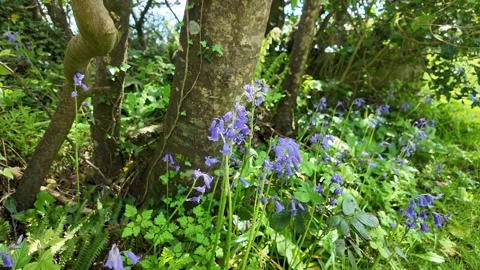 Blue bells in forest on spring day Stock Footage 274438436