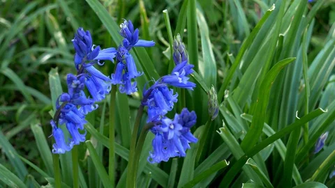 Blue Bells Mid 1 Stock Footage 128971443