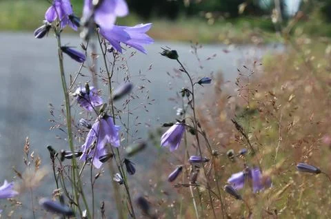 Blue bells. Stock Photos
