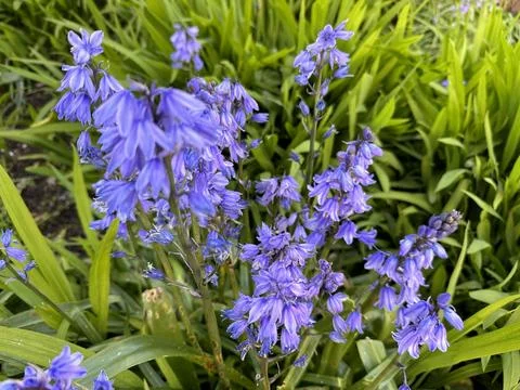 Blue bells Stock Photos