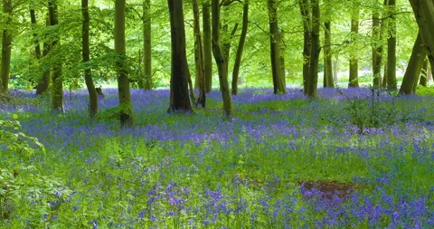 Blue bells in Wanstead park Stock Footage 154472263