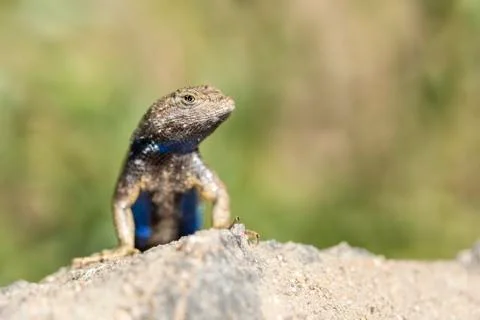 Blue belly lizard in the desert posing on a rock with green background Stock Photos