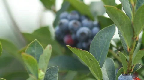 Blue Berries 2 Stock Footage 874871
