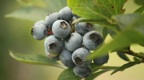 Blue Berries 3 Stock Footage 874869