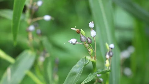 Blue berries with blurred green background. Macro shooting Stock Footage 162932773