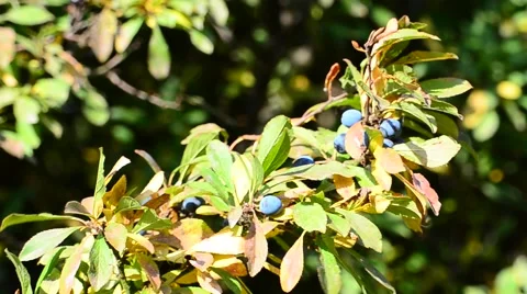 Blue berries on a bush Stock Footage 41465236