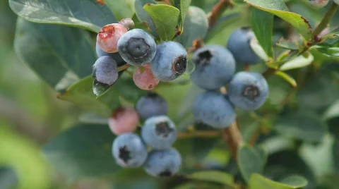  Blue Berries Stock Footage 874880