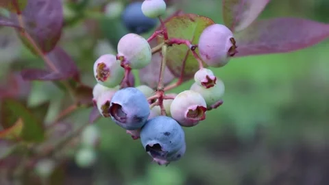 Blue berries Stock Footage 286252401