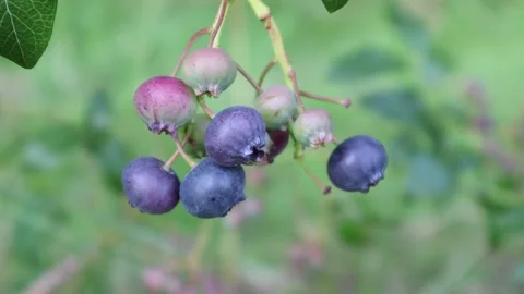 Blue berries. Stock Footage 286252517