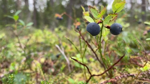 Blue berries Video stock 286252945
