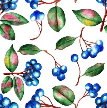 Blue berries, pattern, waterolor Stock Illustration