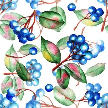 Blue berries, pattern, waterolor, seamless Stock Illustration