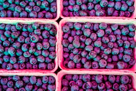 Blue berries Stock Photos