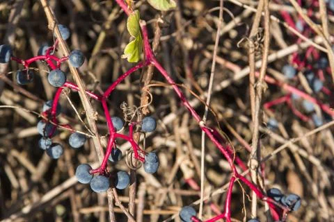 Blue berries Stock Photos