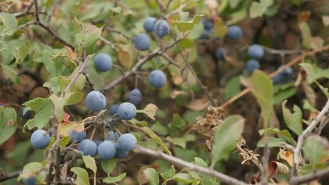 Blue berries of Prunus spinosa fruit close-up video Stock Footage