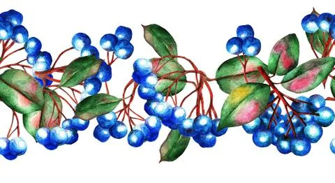 Blue berries, seamless pattern, waterolor Stock Illustration