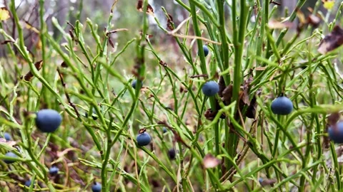Blue Berries Surrounded by Forest Plants Vidéo 347681675