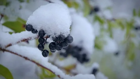 Blue berries under the snow. Close-up Stock Footage 69769273