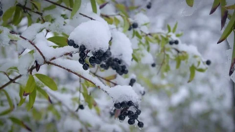 Blue berries under the snow. 動画素材 69769266