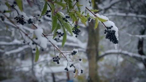 Blue berries under the snow. Stock Footage 69770046