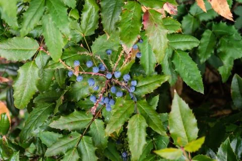 Blue berry shrub close up Stock Photos