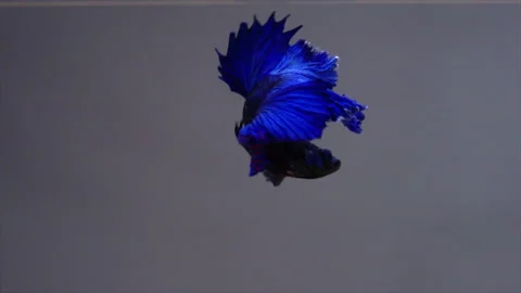 Blue betta fish Stock Footage 161740790