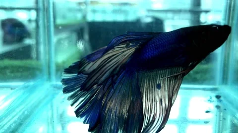 Blue betta fish Stock Footage 171053692