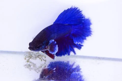 BLUE BETTA FISH ROSETAIL. CUPANG FISH WITH A LIGHT BLUE COLOR ABOVE AND RED G Stock Photos
