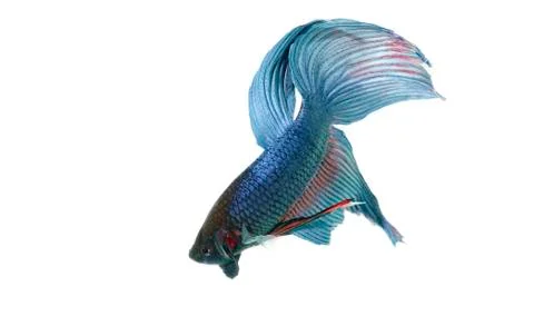 Blue betta Stock Photos