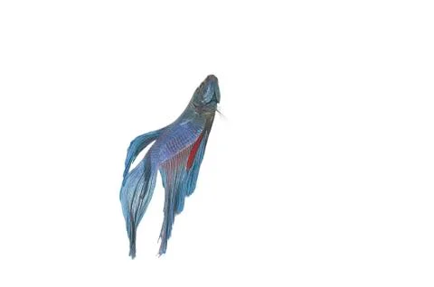 Blue betta 스톡 사진