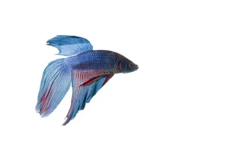 Blue betta Stock Photos