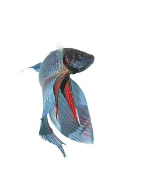 Blue betta Stock Photos