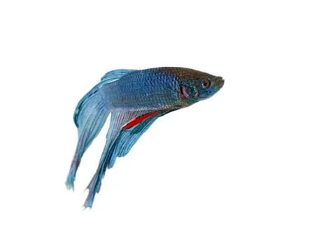 Blue betta Stock Photos