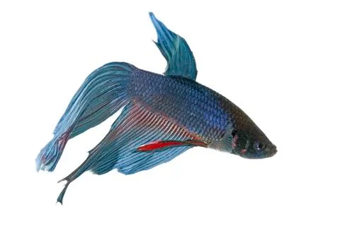 Blue betta Stock Photos
