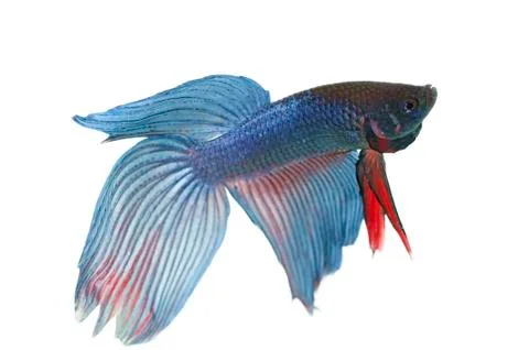 Blue betta Foto stock