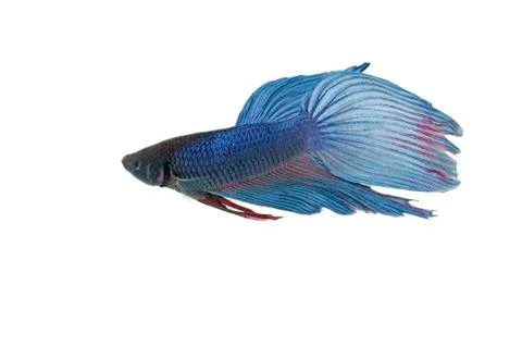 Blue betta Stock Photos