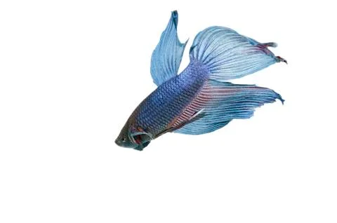 Blue betta Stock Photos