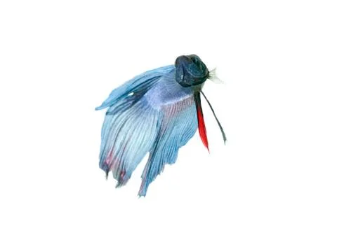 Blue betta Stock Photos
