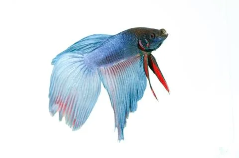 Blue betta Stock Photos