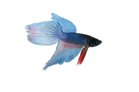 Blue betta Stock Photos