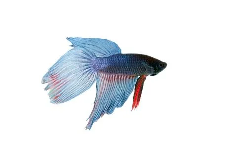 Blue betta Stock Photos