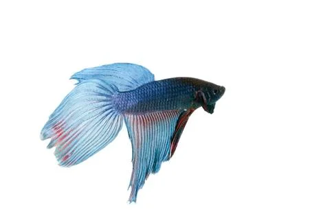 Blue betta Stock Photos