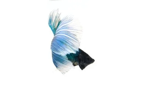 Blue betta splendens Stock Photos